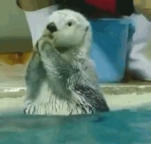 Shook Otter GIF