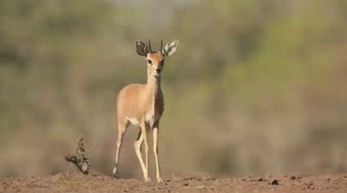 Dikdik Bird GIF