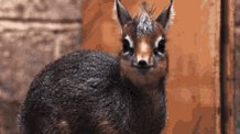 Animal Dik Dik GIF