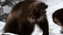 Wolverine Animal GIF
