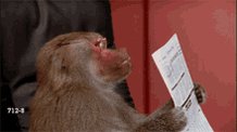Reading Monkey GIF