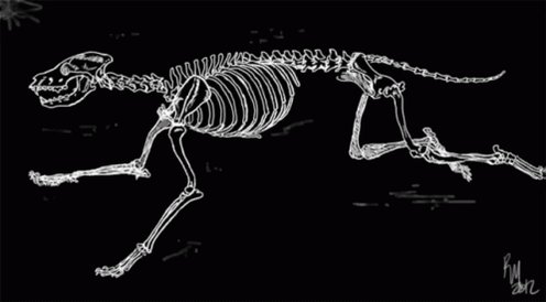 Skeleton Wolf GIF