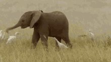 Nice Baby Elephant Playing GIF