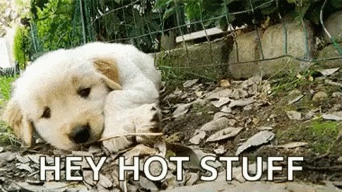 Puppy Cute GIF