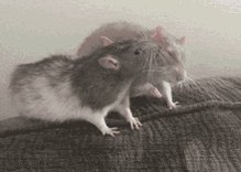 Cute Rats Grooming Kissing Kiss Bonding Friends GIF