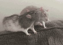 Cute Rats Grooming Kissing Kiss Bonding Friends GIF