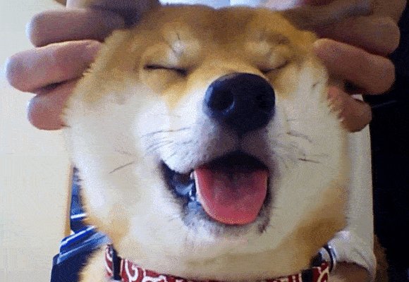 I love shiba inu ✌️☺️ hug me https://t.co/rZHBW6tRDo