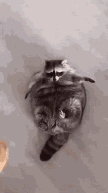 Raccoon Bread GIF