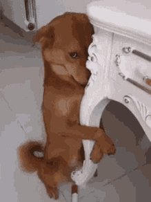 Lenakos Dog GIF