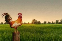 Gallo Rooster GIF