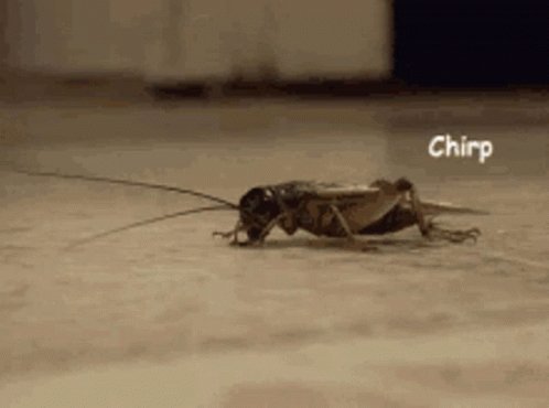 Crickets Silence GIF