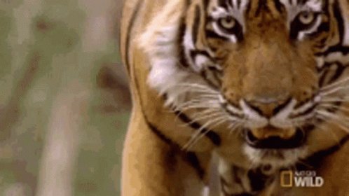 Tiger GIF