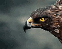 Eagle Freedom GIF