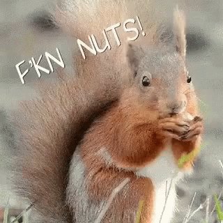 Crazy Nuts GIF