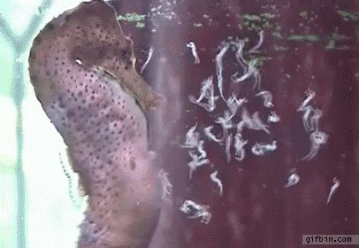 Sea Horse Babies GIF