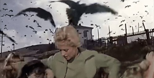 The Birds Attack GIF