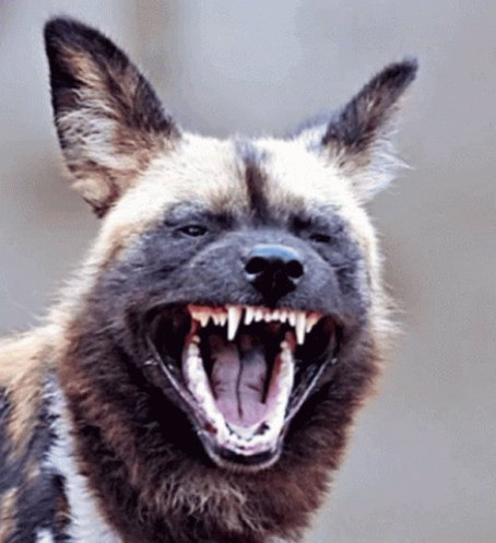 African Wild Dog Laughing GIF