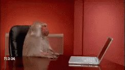 Monkey Pissed GIF