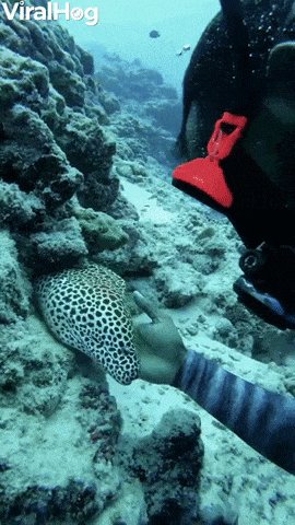 Eel Greets Diver In Maldive...