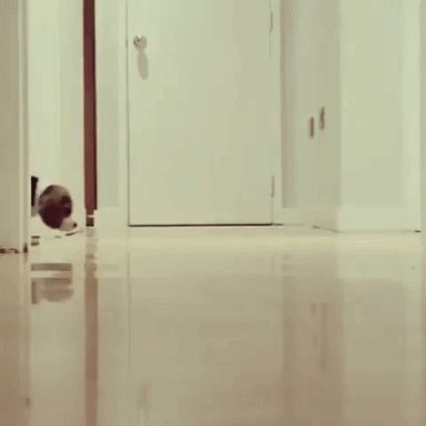 Aww Puppies GIF