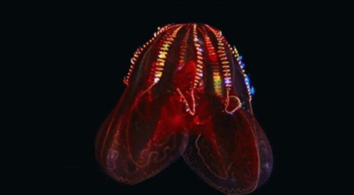 Blody Belly Comb Jelly Bloo...