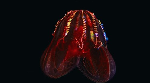 Blody Belly Comb Jelly Bloo...