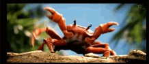 Crab Dancing GIF