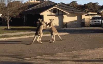Kangaroo Fight GIF