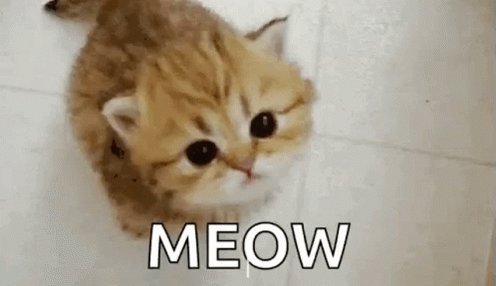 Kitty Cute GIF