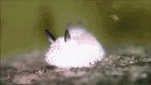 Sea Slug GIF