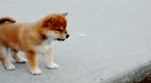 shiba inu dog GIF