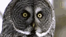 Head Turn Owls Have Superio...