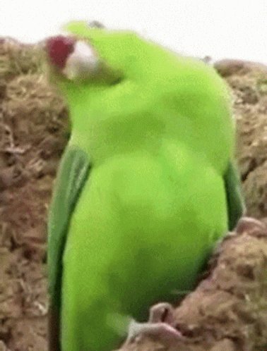 Parrot Party GIF