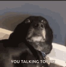 Funny Animals Dog GIF