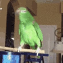 Bird GIF