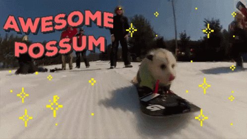 Possum snowboarding saying ...
