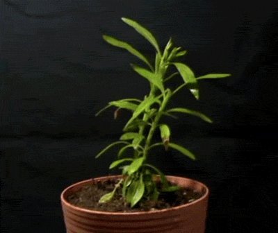 plant drought GIF by Univer...