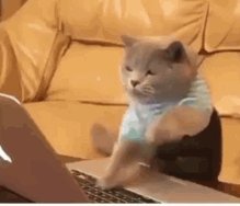 Cats Chat GIF