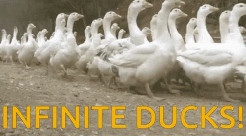 Ducks GIF