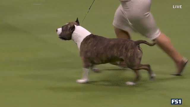 Trouble the American Staffordshire wins the WKC Terrier Group