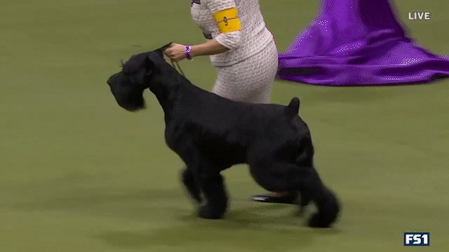Ty giant store schnauzer