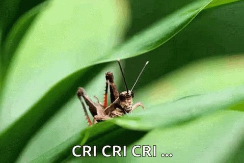 Grasshopper Insect GIF