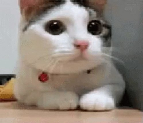 Cat No GIF