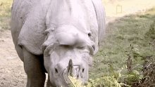 Huh Protecting Rhinos In Ka...