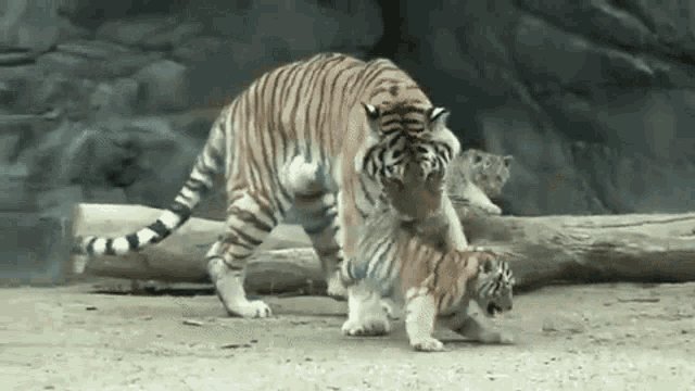 Imagem em GIF de um tigre a...