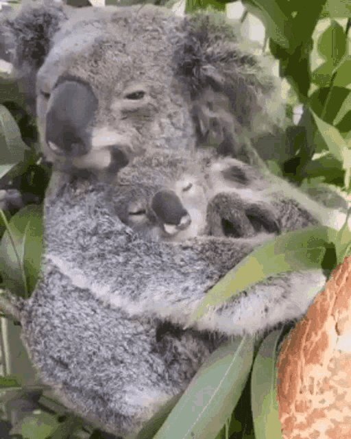 Imagem em GIF de um coala e...