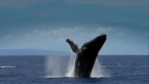 Humpback Whale Falling GIF ...