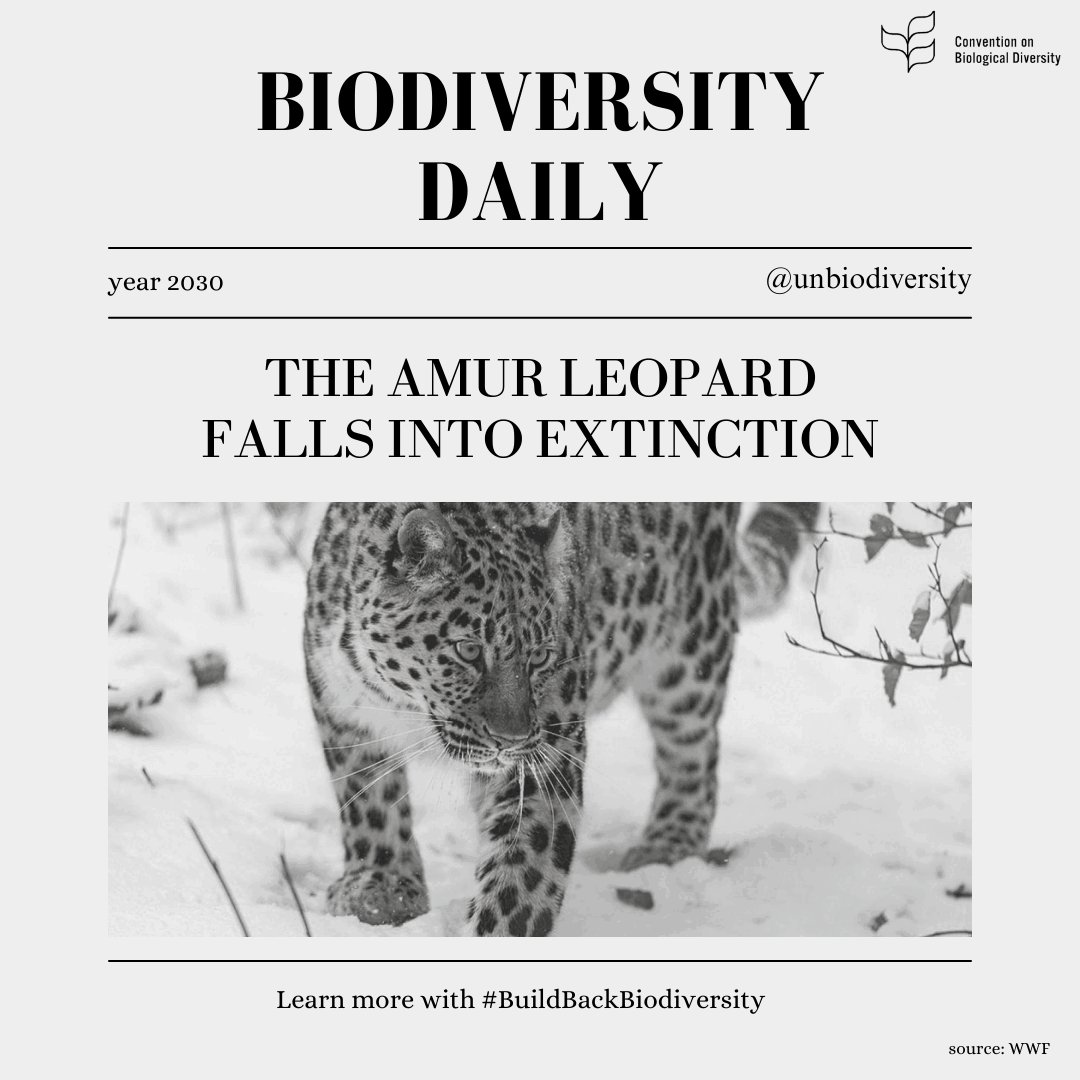 These headlines will soon be in the news if we don't #BuildBackBiodiversity ‼
...But this doesn't have to be a reality.

Learn more about @UNBiodiversity #KMGBF's 23 targets & 4 goals, including for cities, we need to achieve to preserve #biodiversity🌱
➡https://t.co/mleqYCfBg2