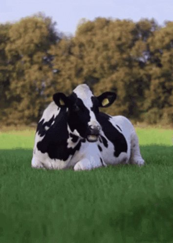 Picture of a cow
