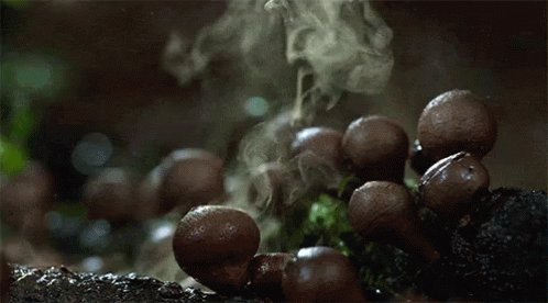 Spores Mushroom GIF